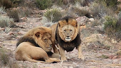 Afrique du Sud : des lions tuent une employée d'une réserve de chasse privée