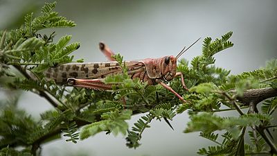 East Africa locust infestation: U.N. warns of looming catastrophe