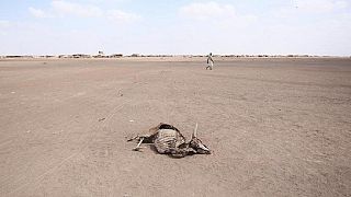 Over 1,000 animals die in drought-stricken Southern Africa