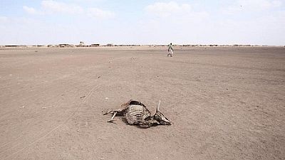 Afrique du Sud : les animaux victimes de la sécheresse