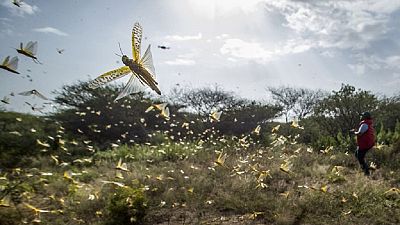 U.N. warns of 'major hunger threat' as locusts reach DR Congo