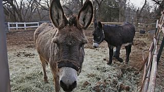 Kenya bans slaughter, export of donkeys; China stands to suffer