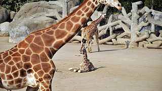 La girafe menacée d'extinction en Afrique
