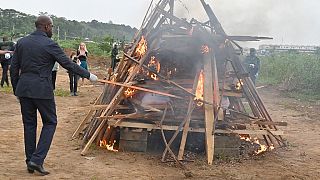 Côte d'Ivoire : 3 tonnes d'écailles de pangolin brûlées