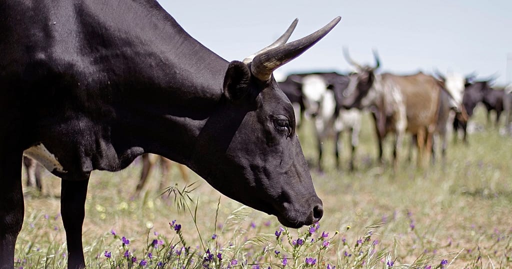 Le Tchad règle sa dette angolaise avec des vaches | Africanews