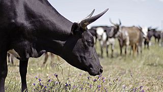 'Moo-ney' transfer: Chad paying $100m Angola debt with cattle