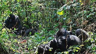 COVID-19: DRC's Virunga National park shuts to public