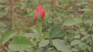 Virus : la filière des roses kenyanes en difficulté