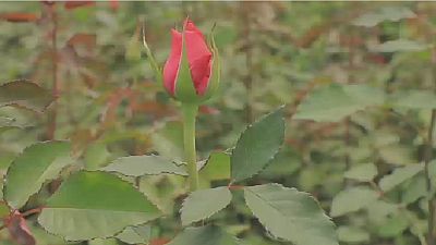 Virus : la filière des roses kenyanes en difficulté