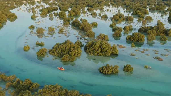 The Jubail Mangrove Park in Abu Dhabi The Jubail Mangrove Park in Abu Dhabi