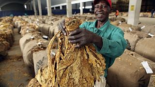 Zimbabwean farmers start selling tobacco crop following coronavirus delay