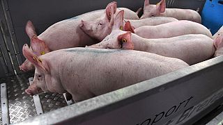 South Africa reports resurgence of African swine fever