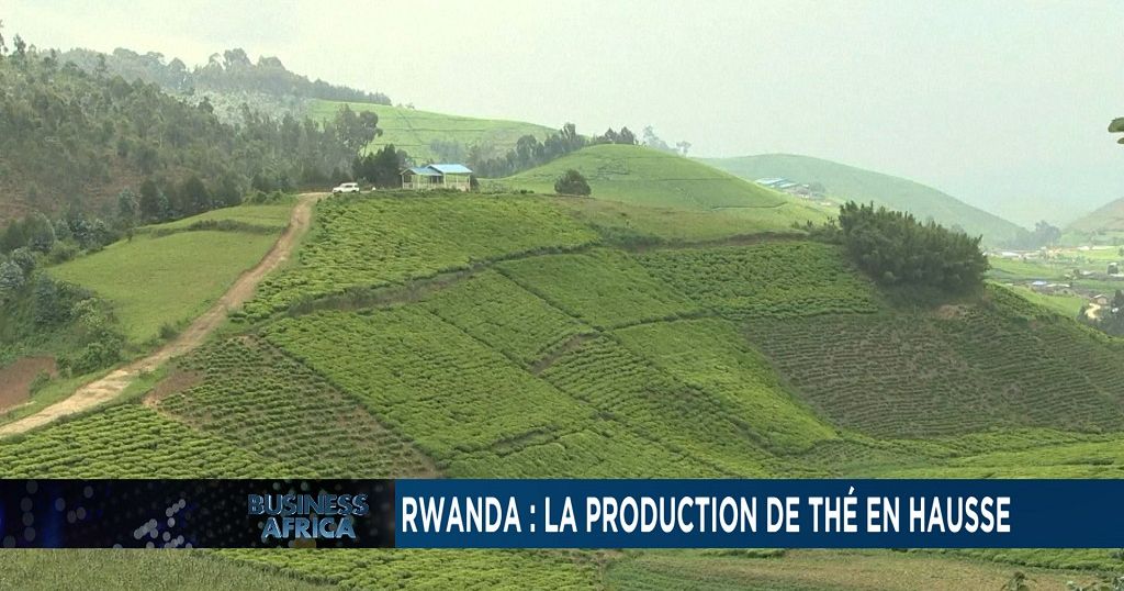 Rwanda: the growing tea sector [Business Africa]