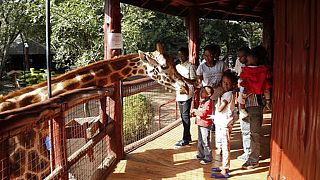 Tourist distancing: Virus impacts Kenya's Giraffe Manor