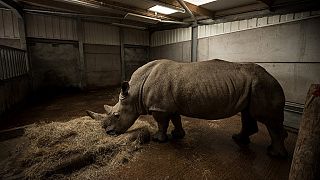 Kenya : fécondation des rhinocéros blancs du Nord