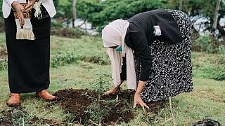 Green Legacy: Ethiopia's 5 billion tree seedlings project kicks off