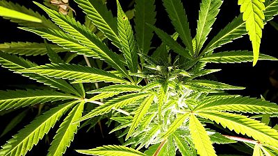 Près de six tonnes de cannabis saisies au Sahara occidental