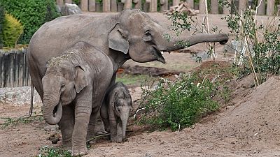 Botswana : mort mystérieuse de centaines d'éléphants
