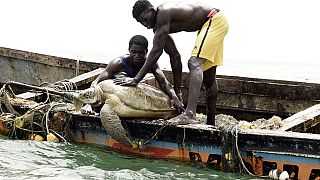 Senegalese fishermen protect sea turtles