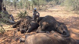 Hundreds of elephants found dead in Botswana