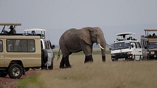 Botswana probes 275 'mysterious' elephant deaths