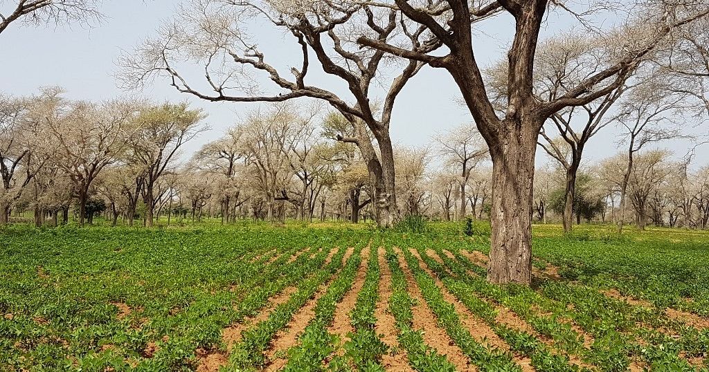 Sénégal : l'agriculture impactée par le coronavirus
