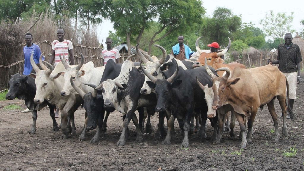 Deadly Cattle Raids Resurge In Ugandas Karamoja Region Africanews 7863