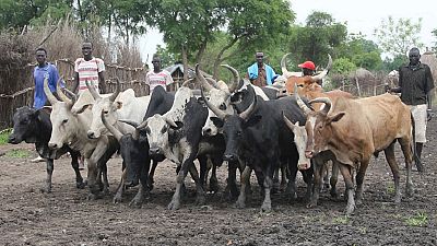 Deadly cattle raids resurge in Uganda's Karamoja region