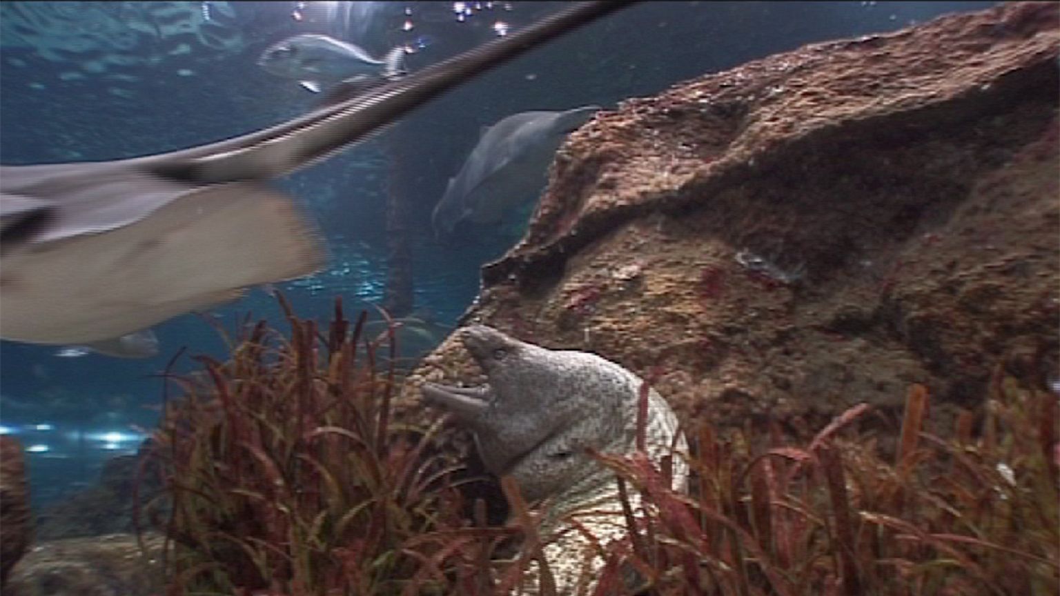 Guardians of the oceans
