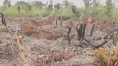 Congo : la déforestation de la région du Pool inquiète
