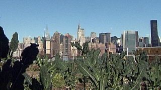 Top of the crops in NYC's rooftop farms Top of the crops in NYC's rooftop farms