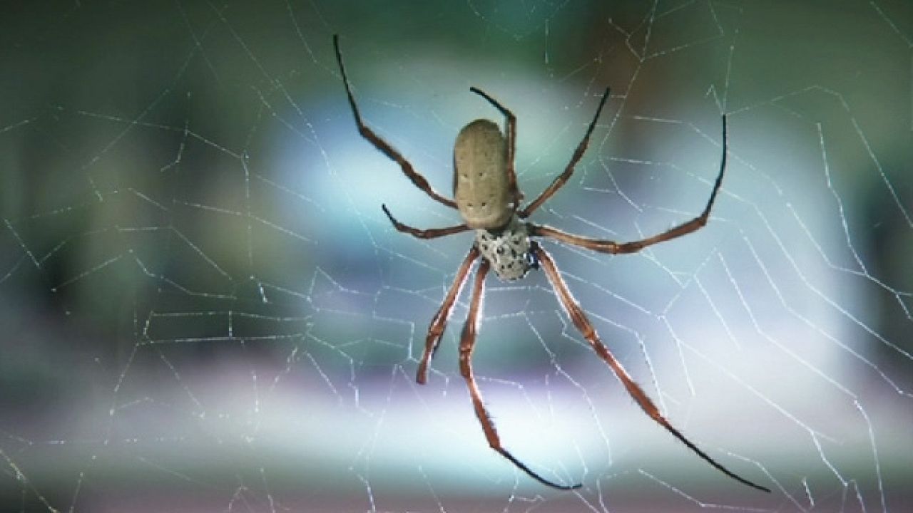 The Spider Silk Solution The Spider Silk Solution