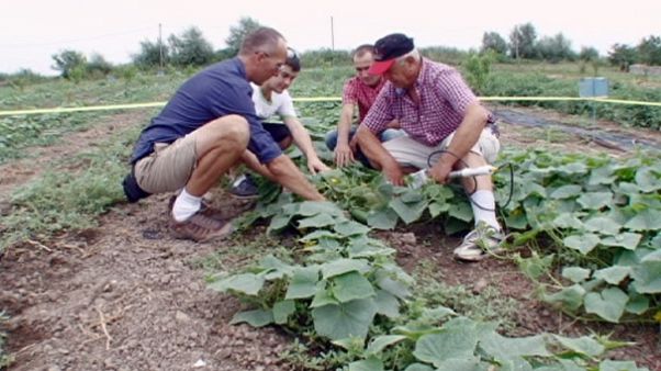 Sul do Cáucaso: Os frutos da paz Sul do Cáucaso: Os frutos da paz