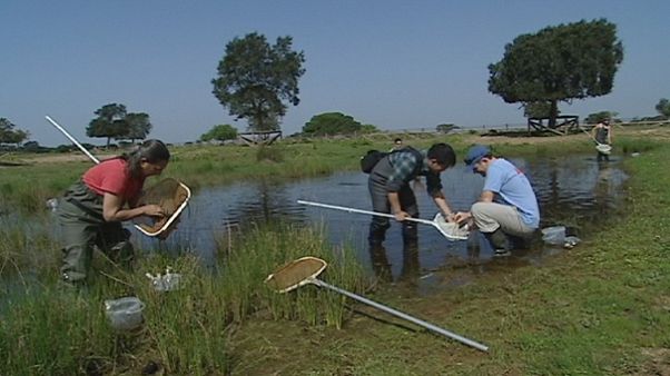 Heat stroke in wetlands Heat stroke in wetlands