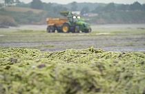Maré verde invade praias da Bretanha