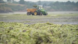 Las algas verdes invaden la costa de Bretaña, en Francia