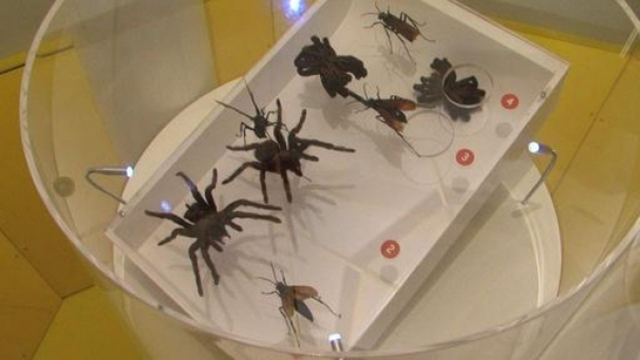 Au fil des araignées Au fil des araignées