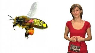 Les abeilles et le miel Les abeilles et le miel