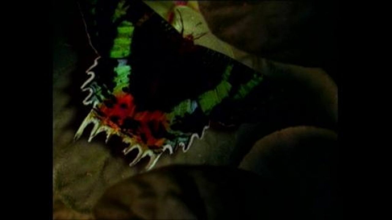 Papillon Papillon