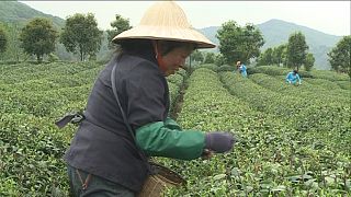 La agricultura: sembrar para el futuro