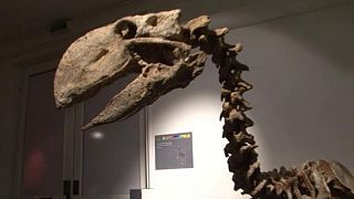 Le chant du dinosaure Le chant du dinosaure
