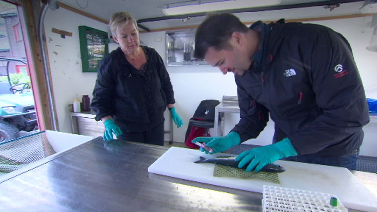 Fresh fish supper Fresh fish supper