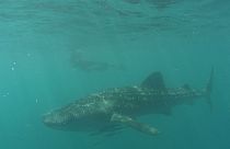 اسماك القرش العملاقة في خليج دونصول في الفلبين