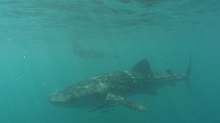 اسماك القرش العملاقة في خليج دونصول في الفلبين