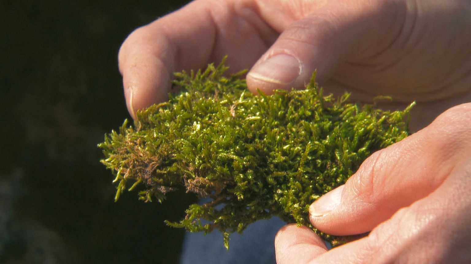 Plants that track air pollution