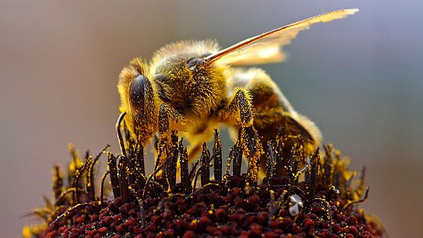 The bee-ginning of the end?