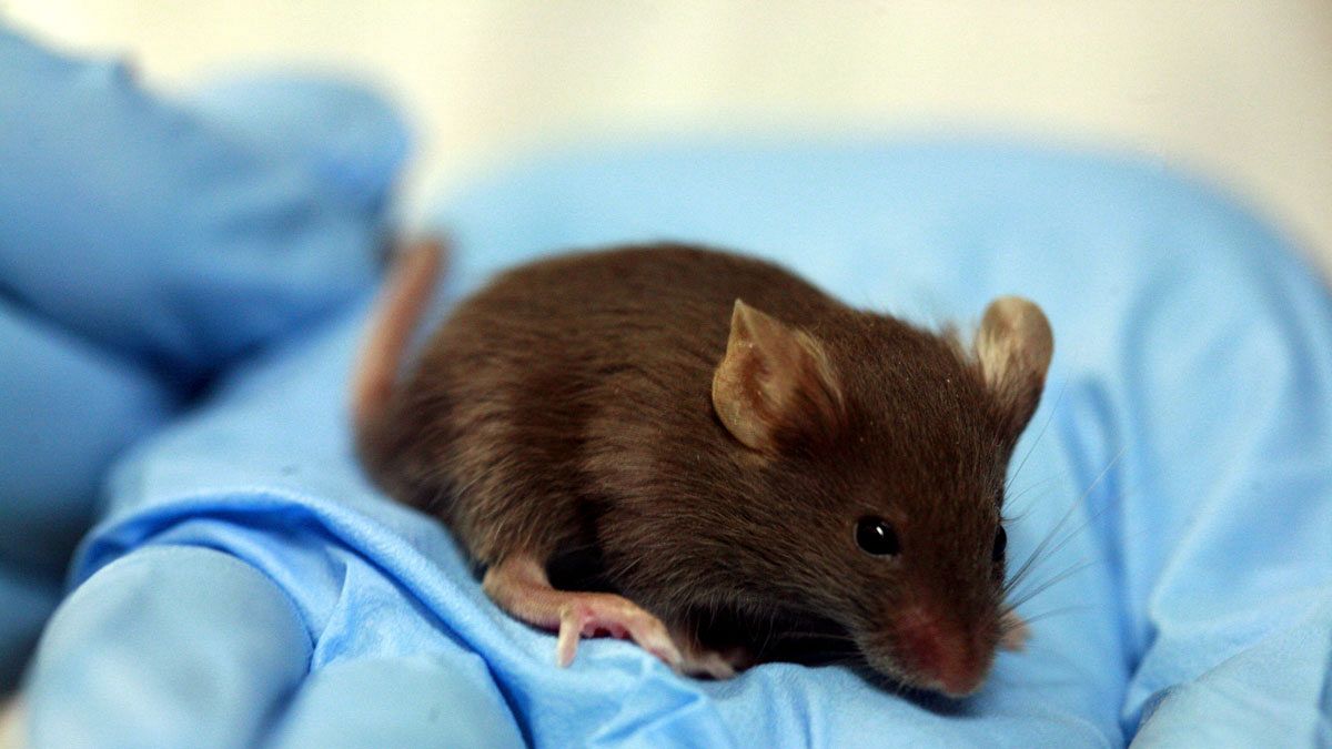 Japon : les souris ont la vie dans le sang