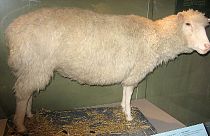 Dolly, az első klónozott emlős