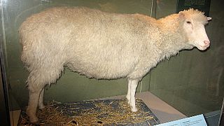 Dolly, az első klónozott emlős