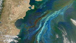 Record breaking ‘dead zone’ predicted in Gulf of Mexico